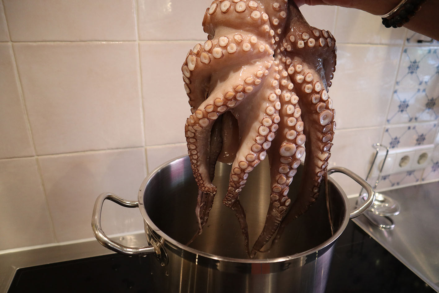 Pulpo / Oktopus kochen